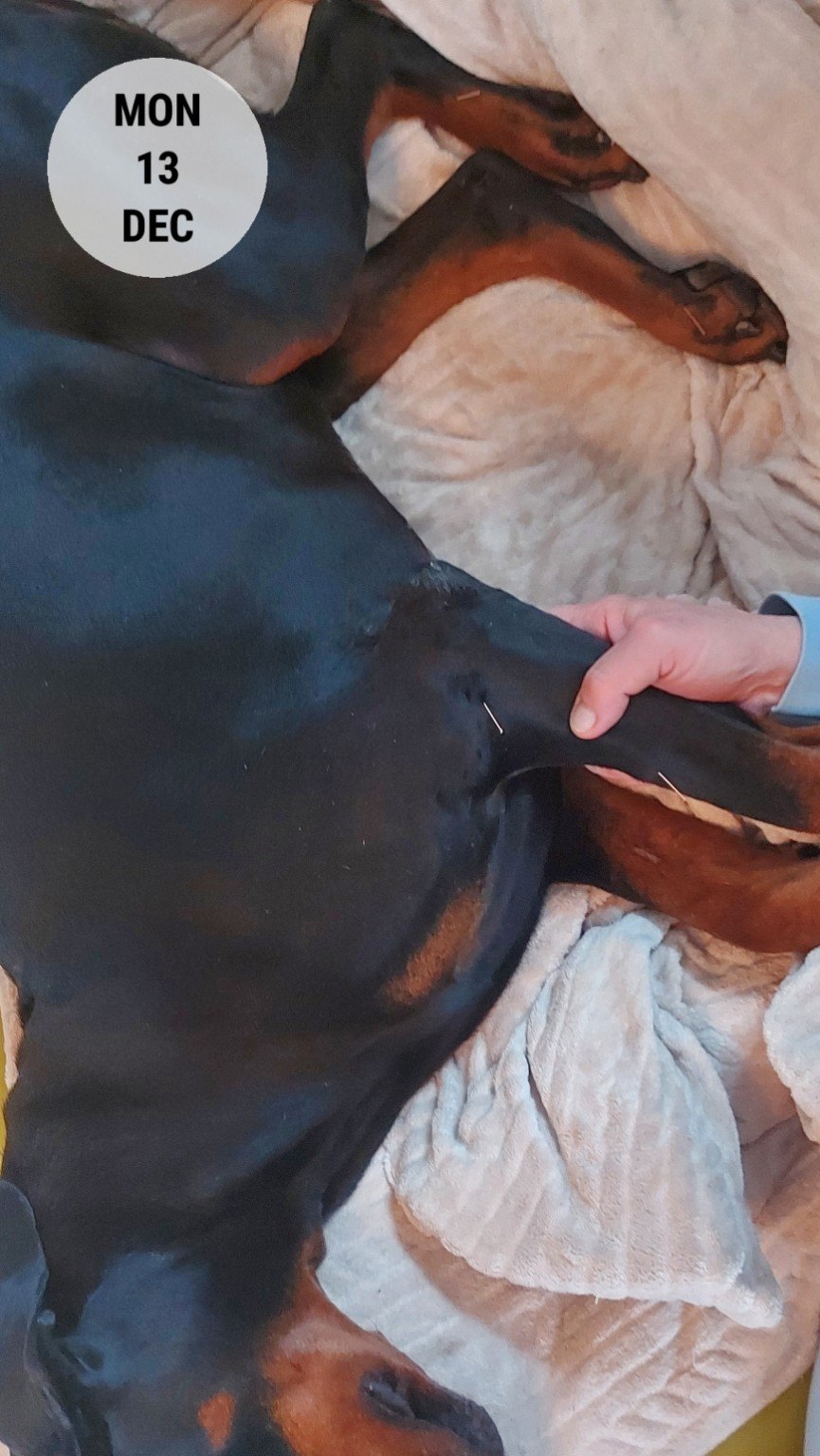 Akupunkturbehandlung bei einem Hund